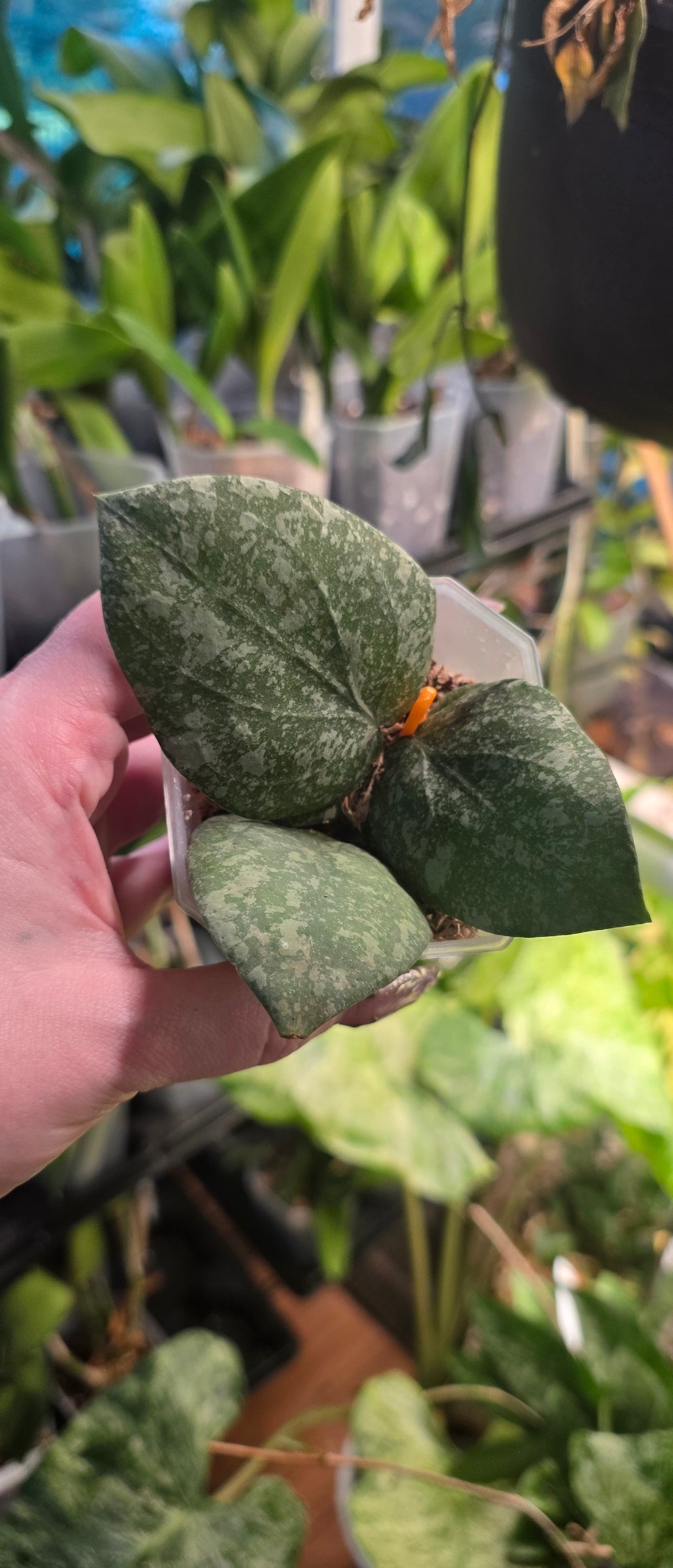 Hoya Imbricata x Verticillata