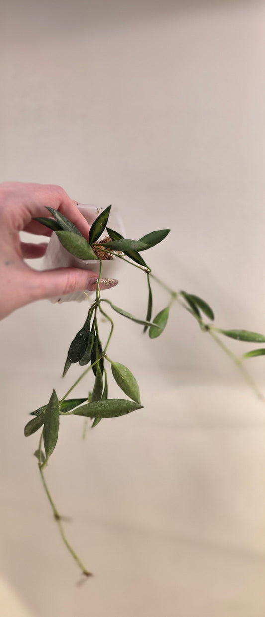 Hoya Tsangii Inner Variegated
