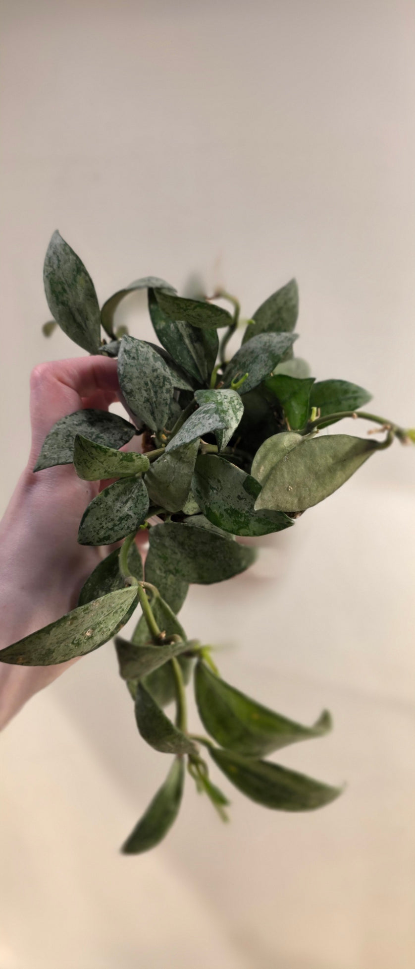 Hoya Lacunosa 'Silver Lime'