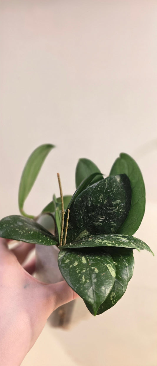 Hoya 'Lai Chau Splash' (Clone 2)