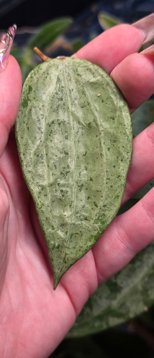 Hoya Latifolia 'Rockstar'