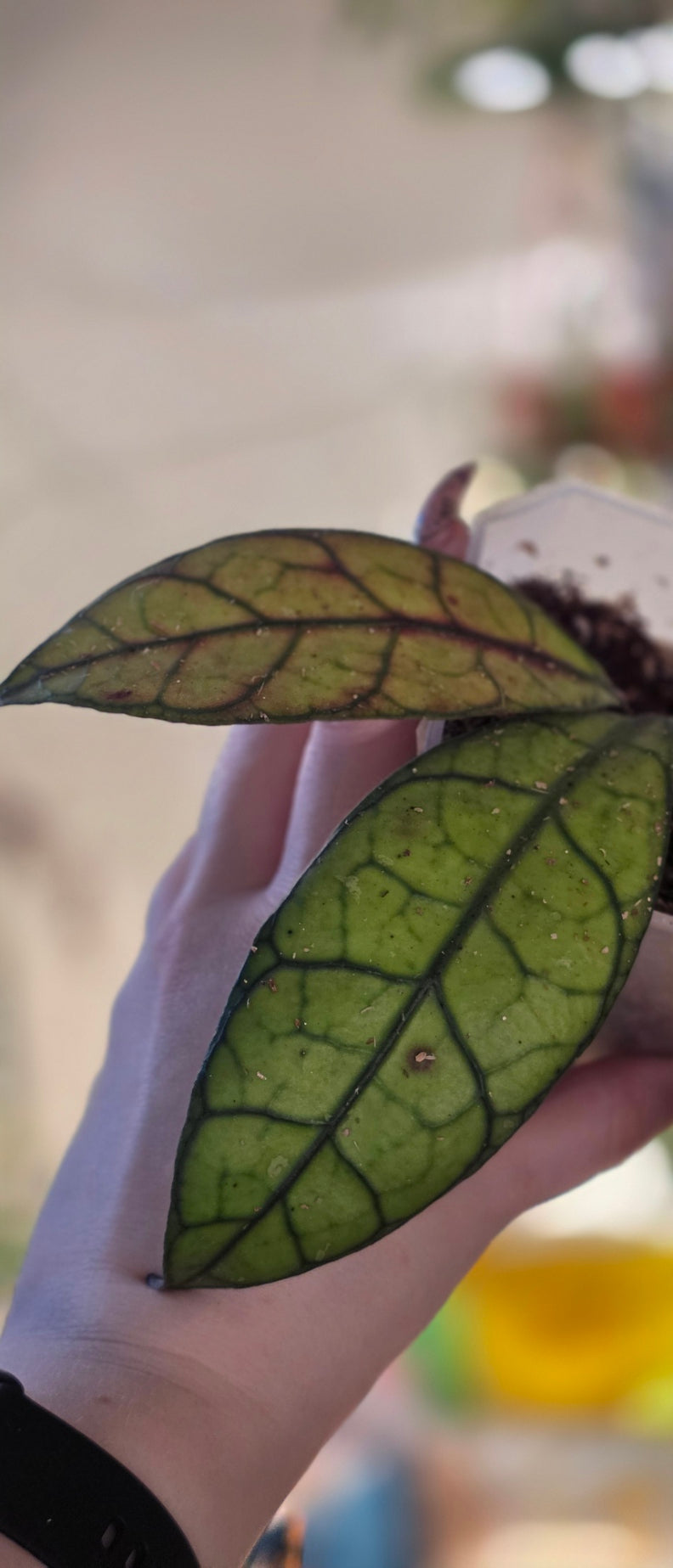 Hoya sp. Aceh TRV011 'Leyline'