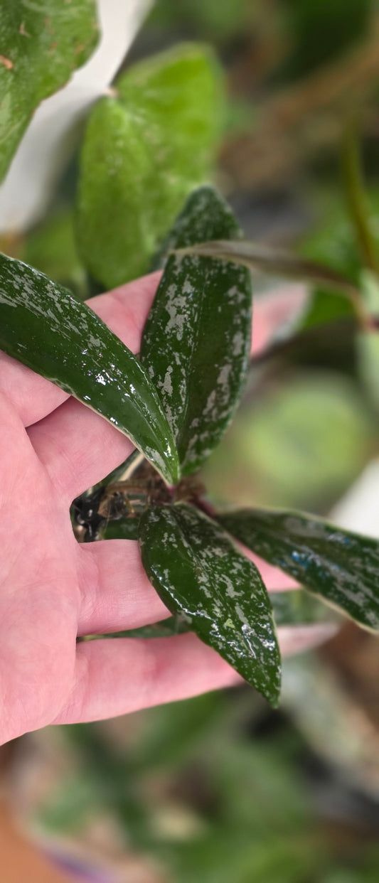 Hoya Publicalyx 'Albo Splash'