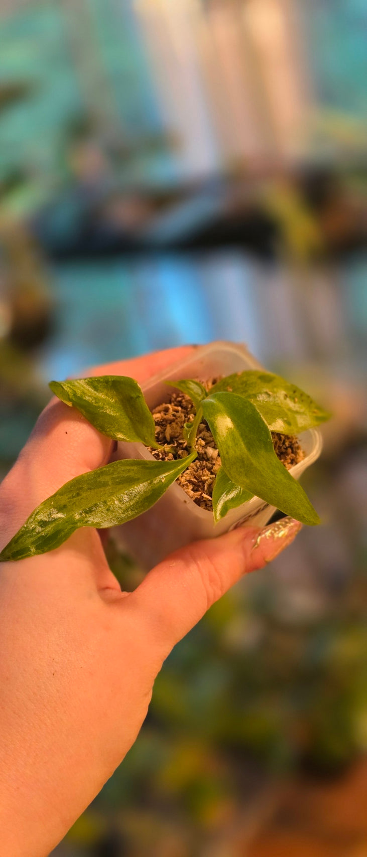 Philodendron 'Periso Verde'
