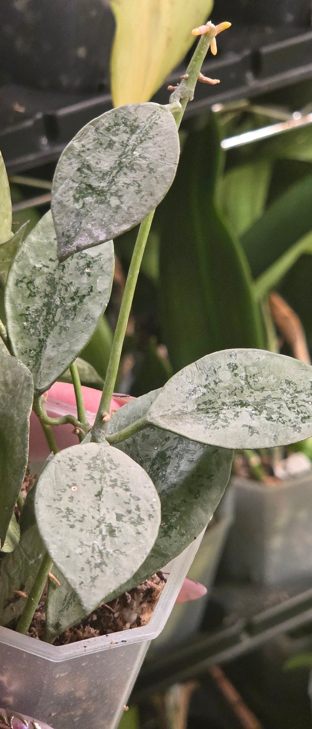 Hoya Lacunosa 'Leopard Skin'