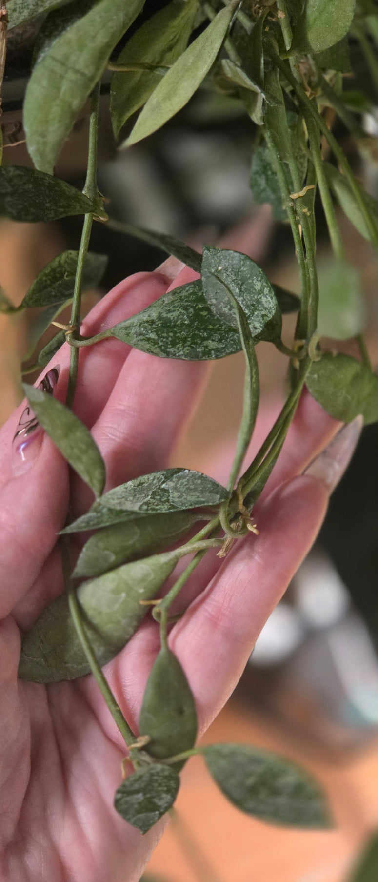 Hoya Lacunosa Splash