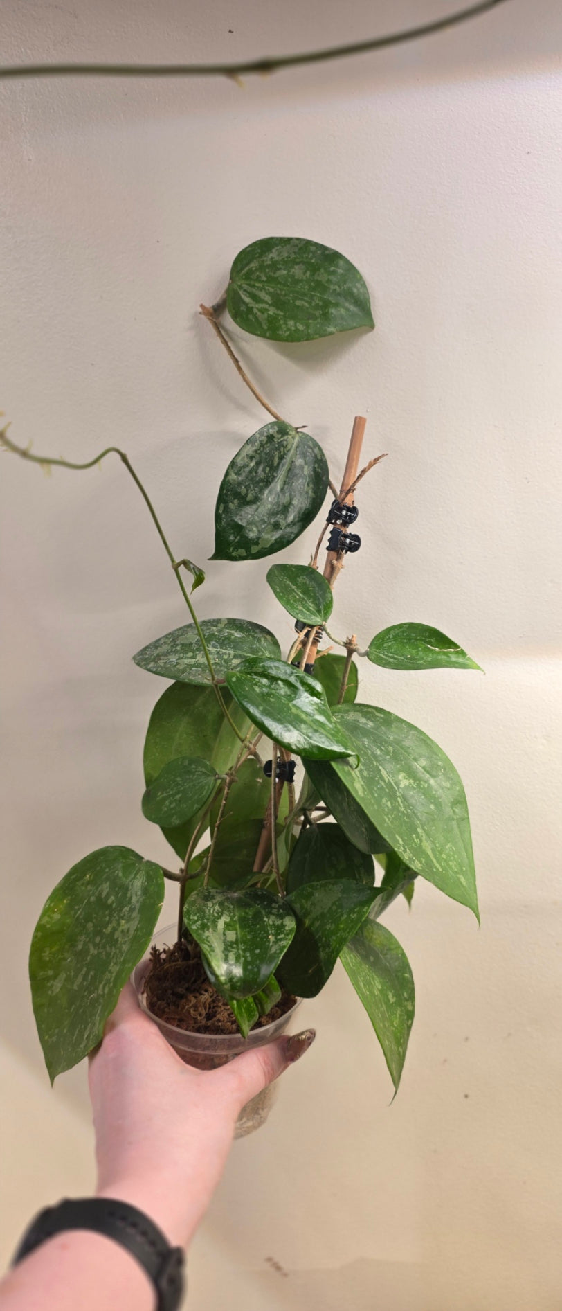Hoya Latifolia Indonesia Splash