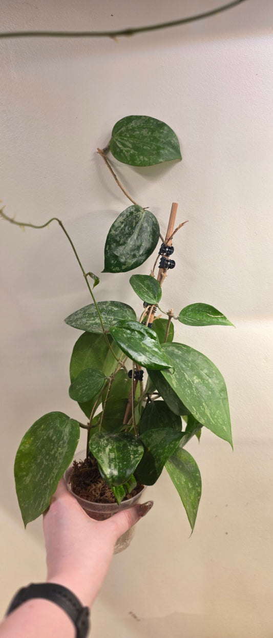 Hoya Latifolia Indonesia Splash