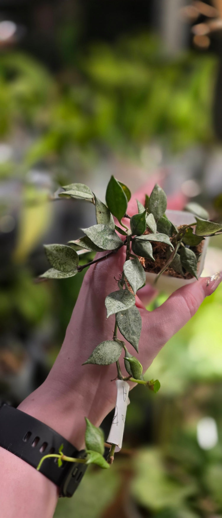 Hoya Lacunosa 'Black Pearl'