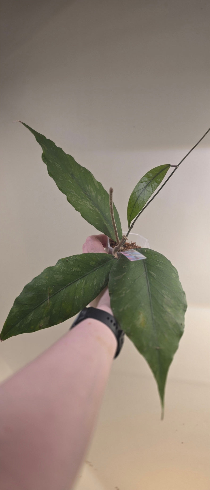 Hoya sp. Aceh TRV0013 "Gelatinous Cube"