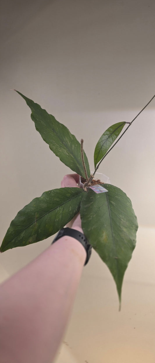 Hoya sp. Aceh TRV0013 "Gelatinous Cube"