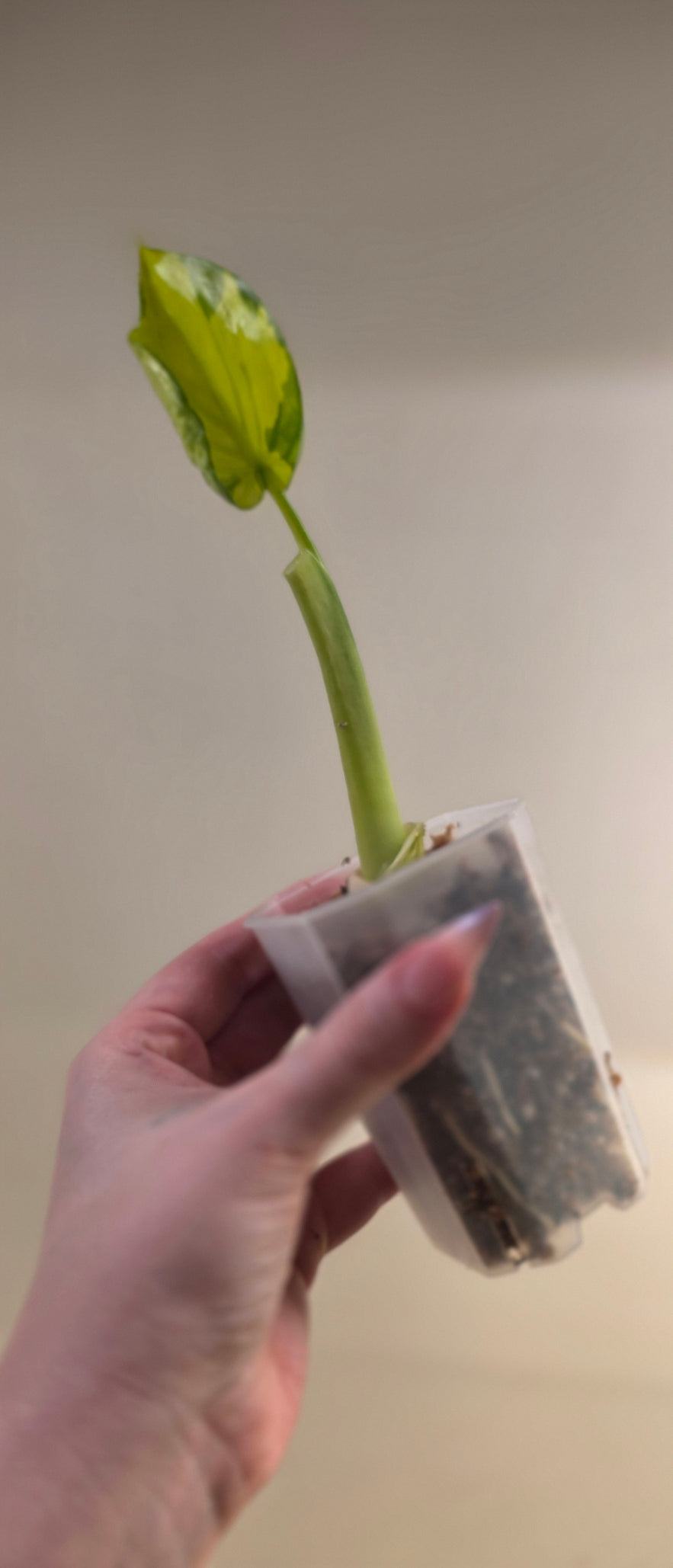 Alocasia Cucullata Variegated