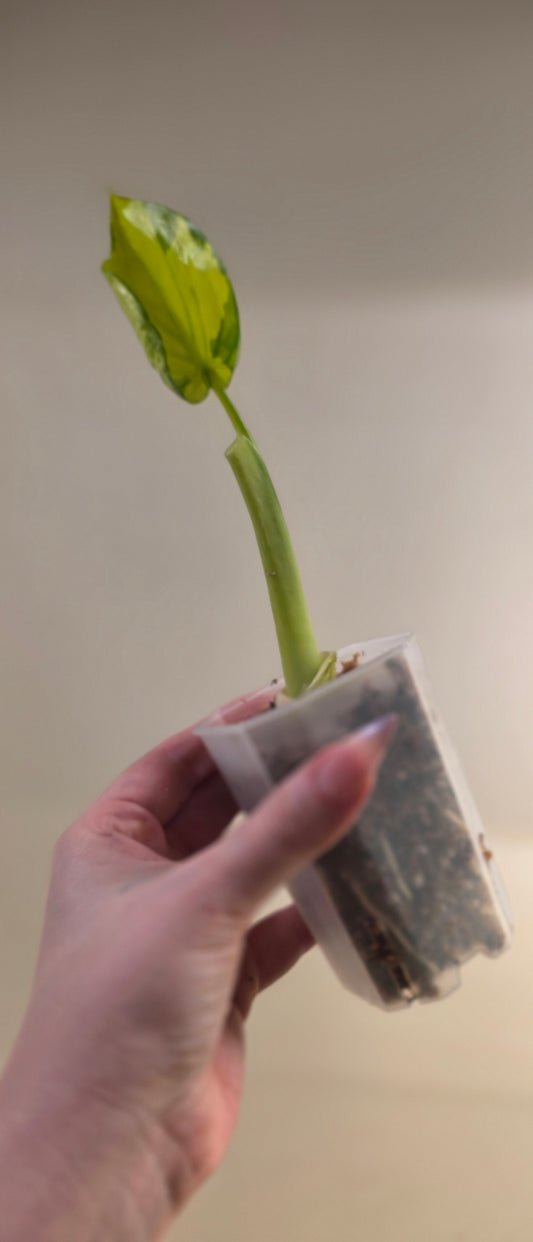 Alocasia Cucullata Variegated
