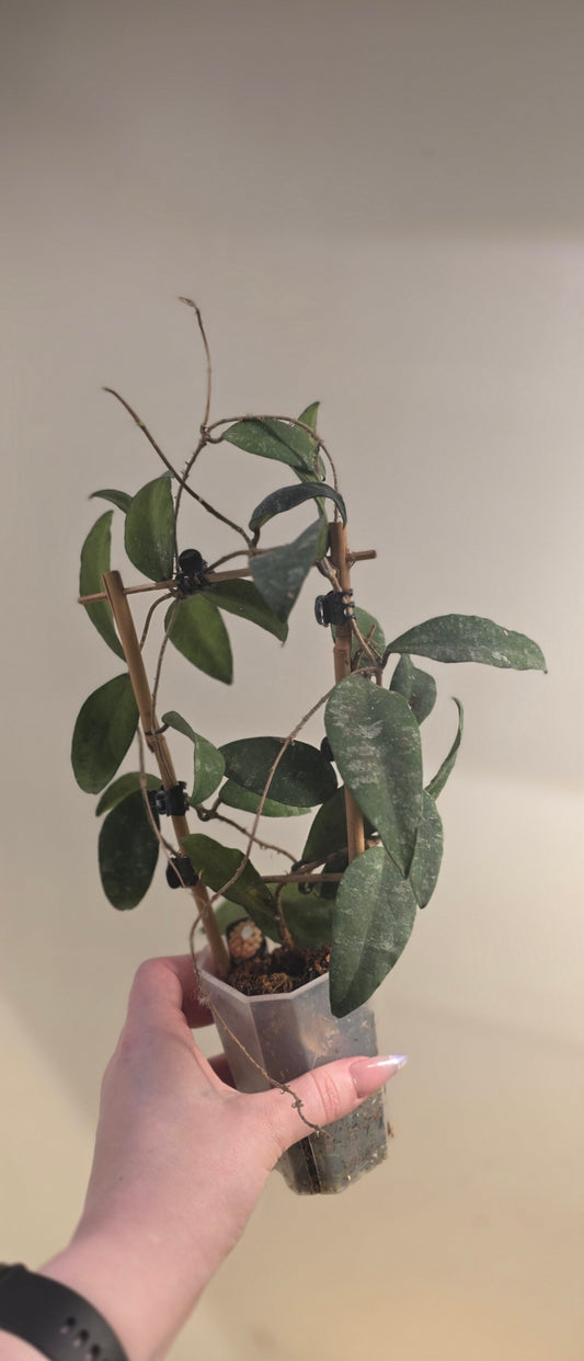 Hoya Sangguensis