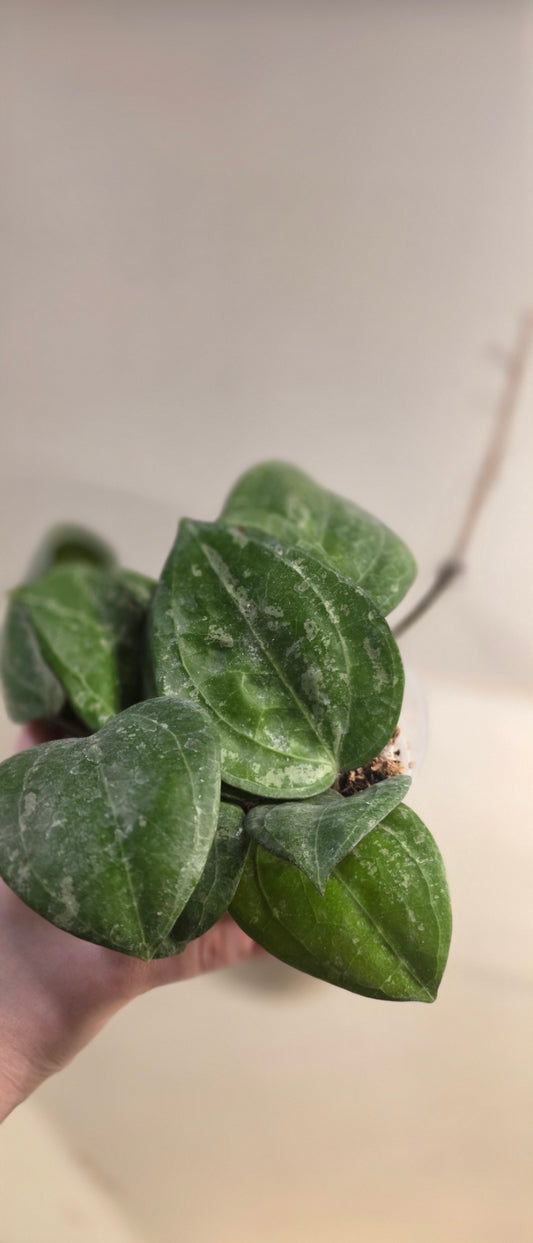 Hoya Latifolia "Sarawak Splash"