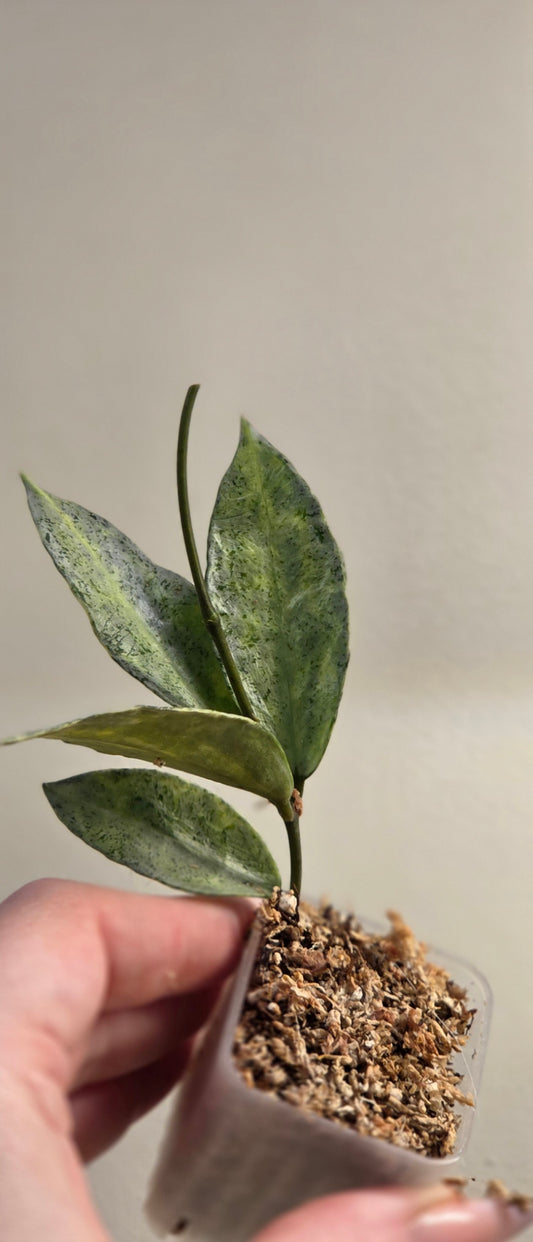 Hoya Lacunosa "Winter Pandora"