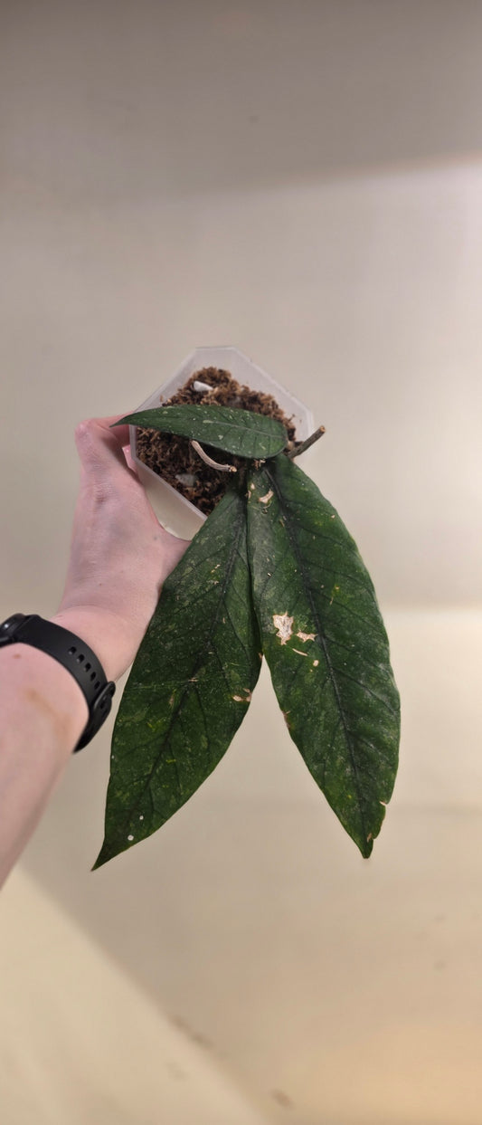 Hoya sp. Aceh TRV0012 "Moonfall Tear"