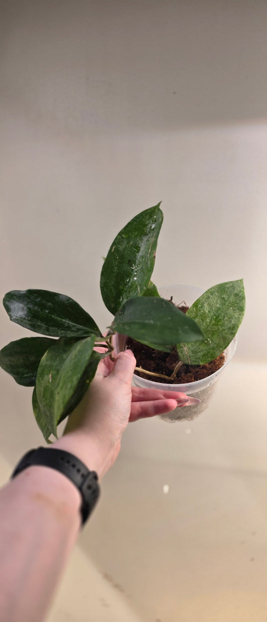 Hoya Latifolia "Indonesia Splash"
