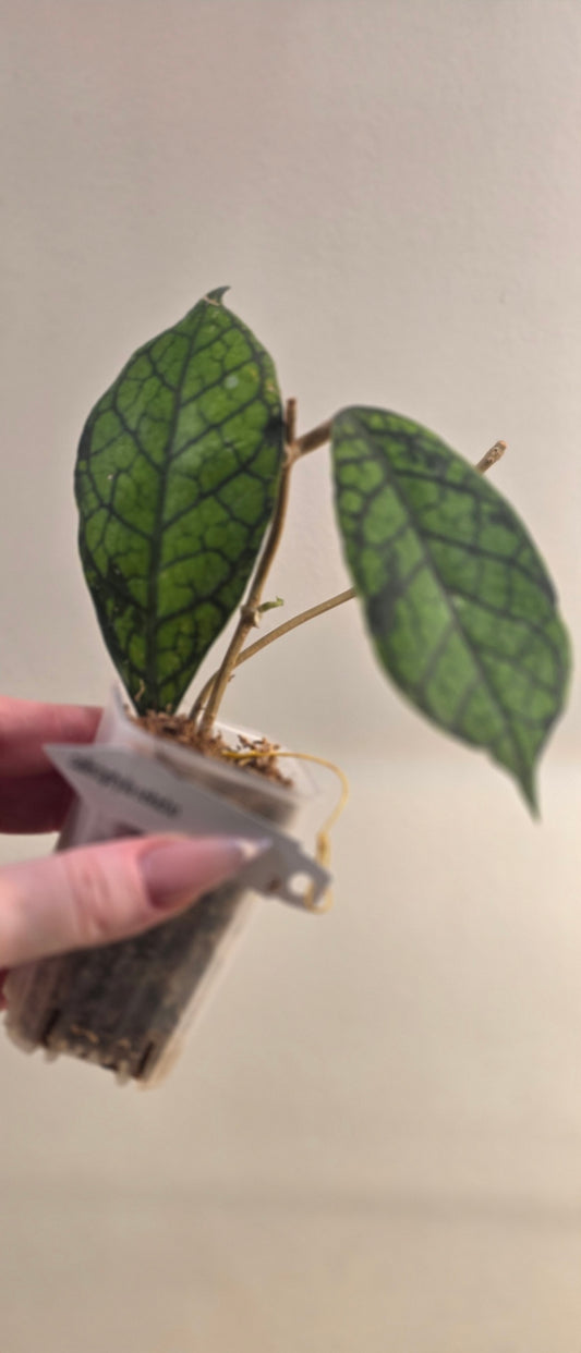 Hoya Callistophylla "Sekadau"