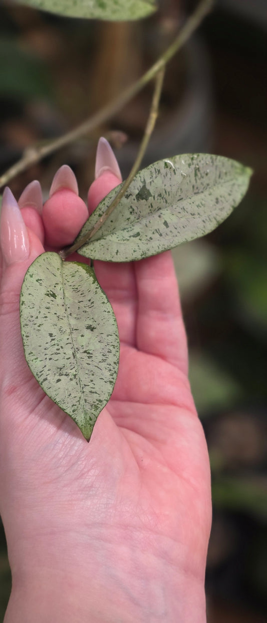 Hoya Meena