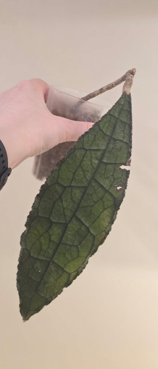 Hoya sp. Aceh Clemensiorum