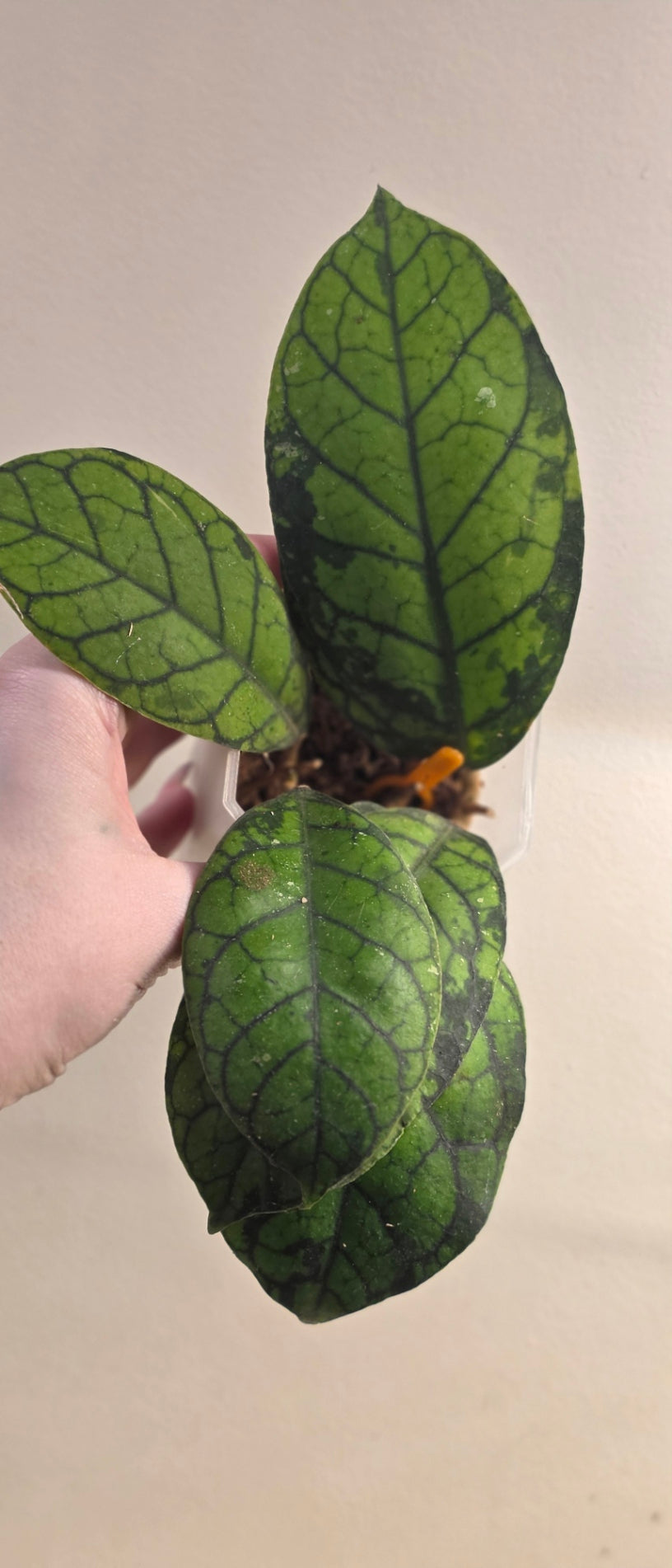 Hoya Callistophylla Black Spot