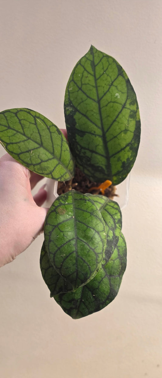 Hoya Callistophylla Black Spot