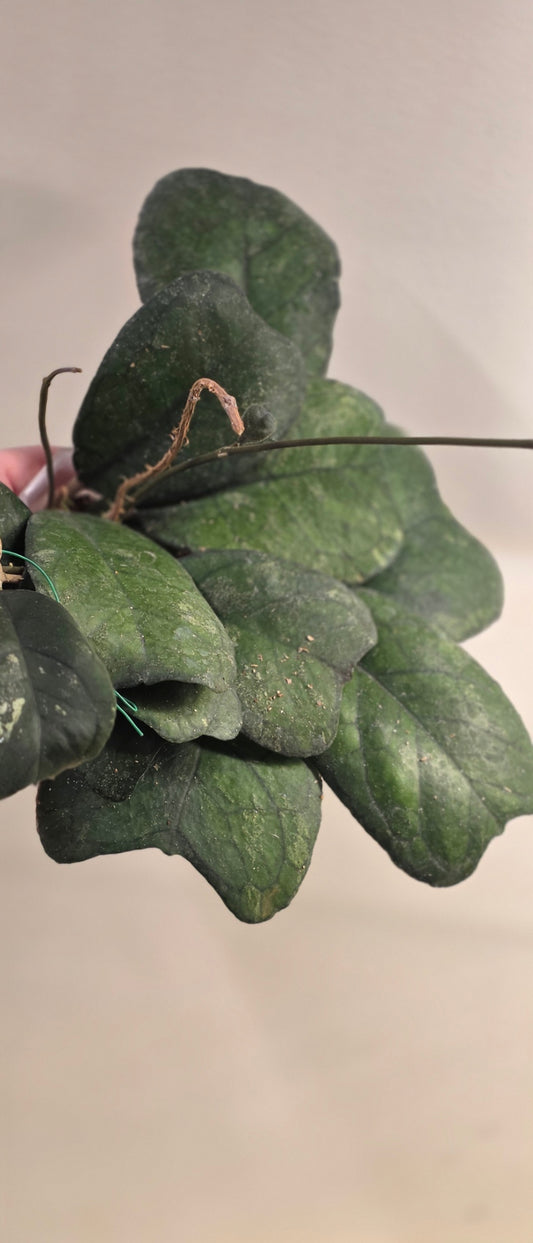 Hoya Deykeae "Butterfly"