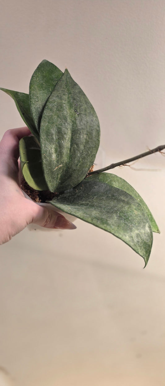 Hoya Latifolia "Rimba Perak"
