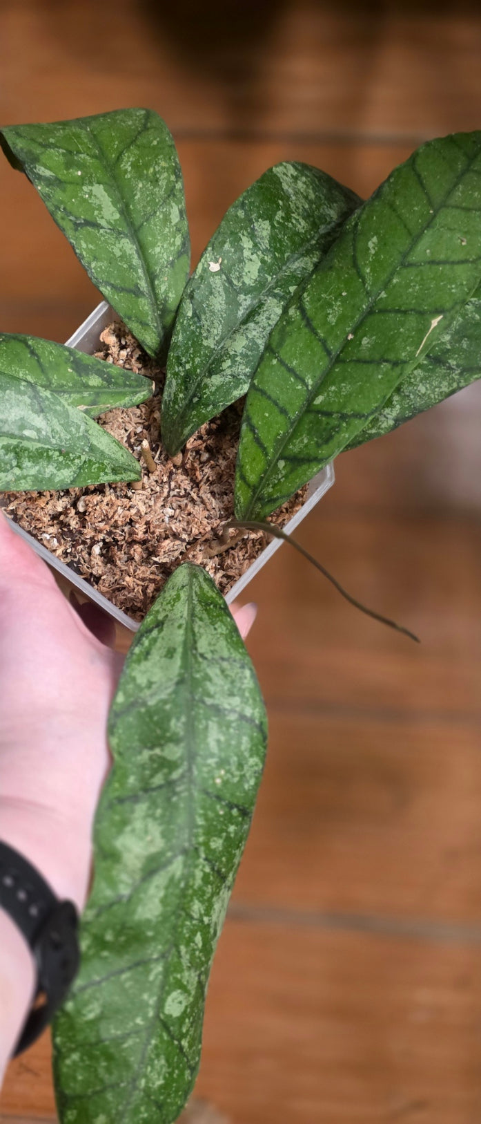 Hoya Finlaysonii "Blue Stone"