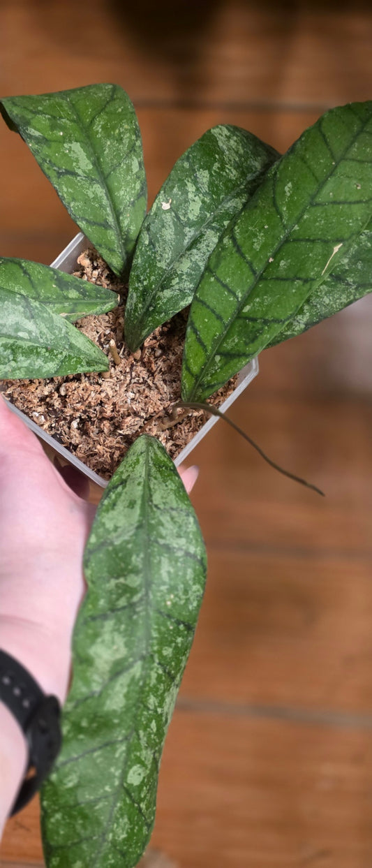 Hoya Finlaysonii "Blue Stone"
