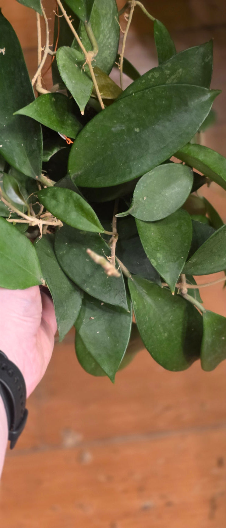 Hoya Pottsii