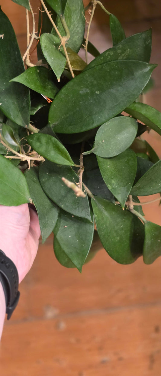 Hoya Pottsii