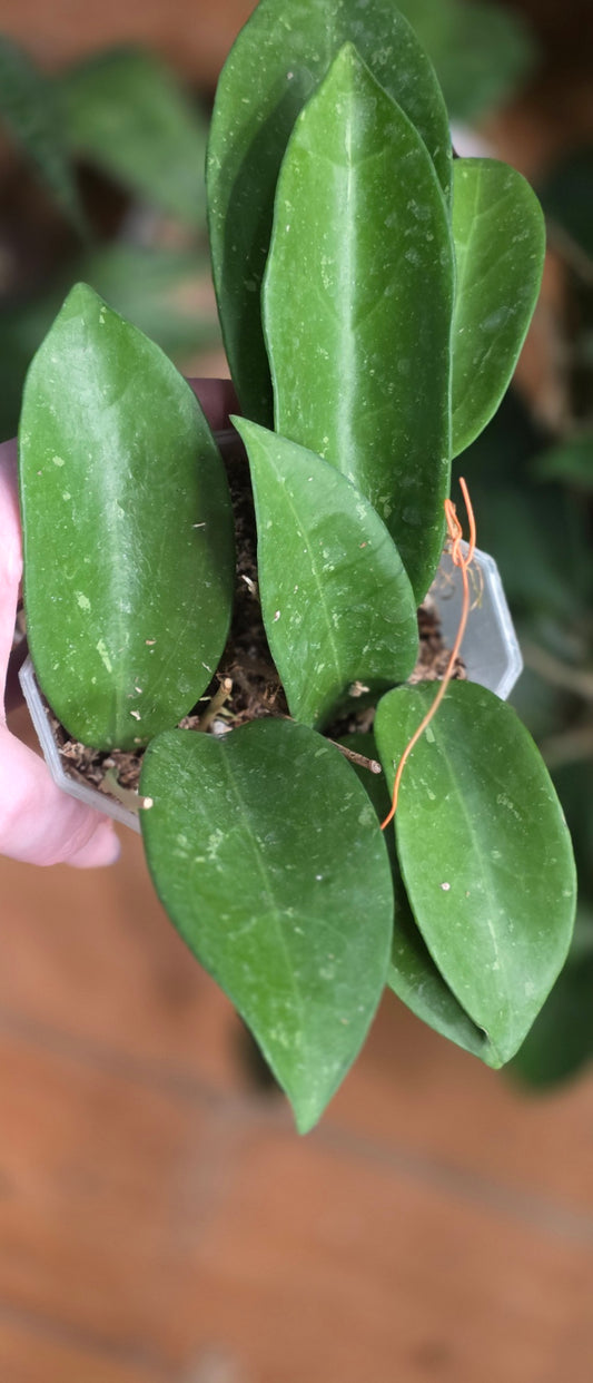 Hoya "Quang Tri Pink"