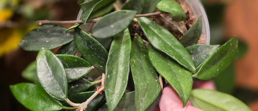 Hoya "Wilbur Graves" (No Silver)