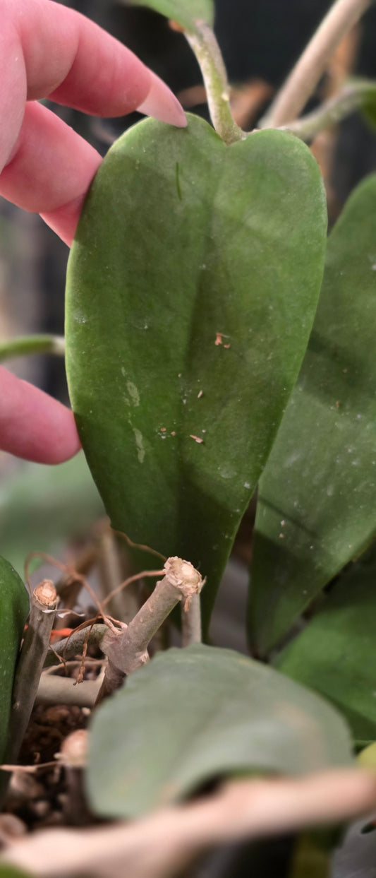 Hoya Kerrii "Fuzzy" (Long Leaf)