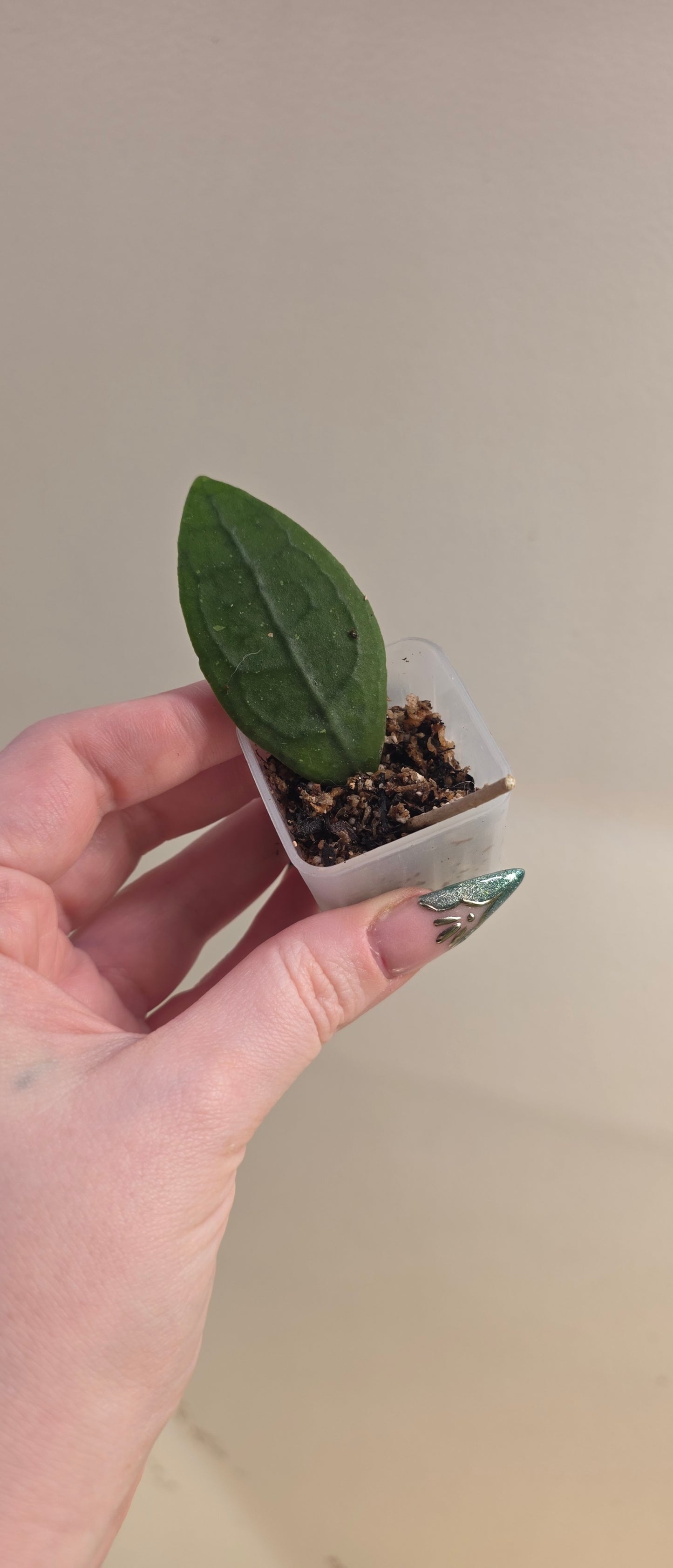 Hoya sp. Aceh TRV0014 "Adamantoise"