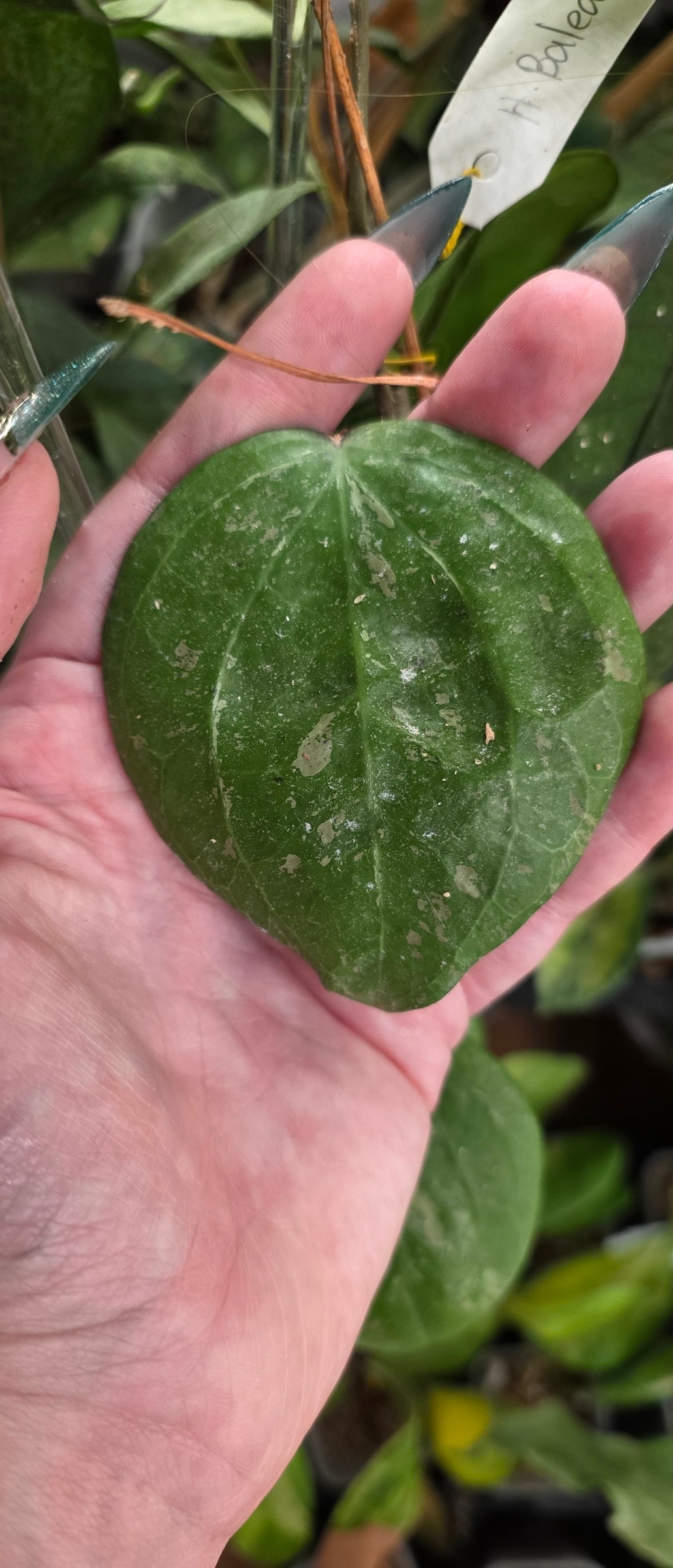 Hoya Baleensis Splash