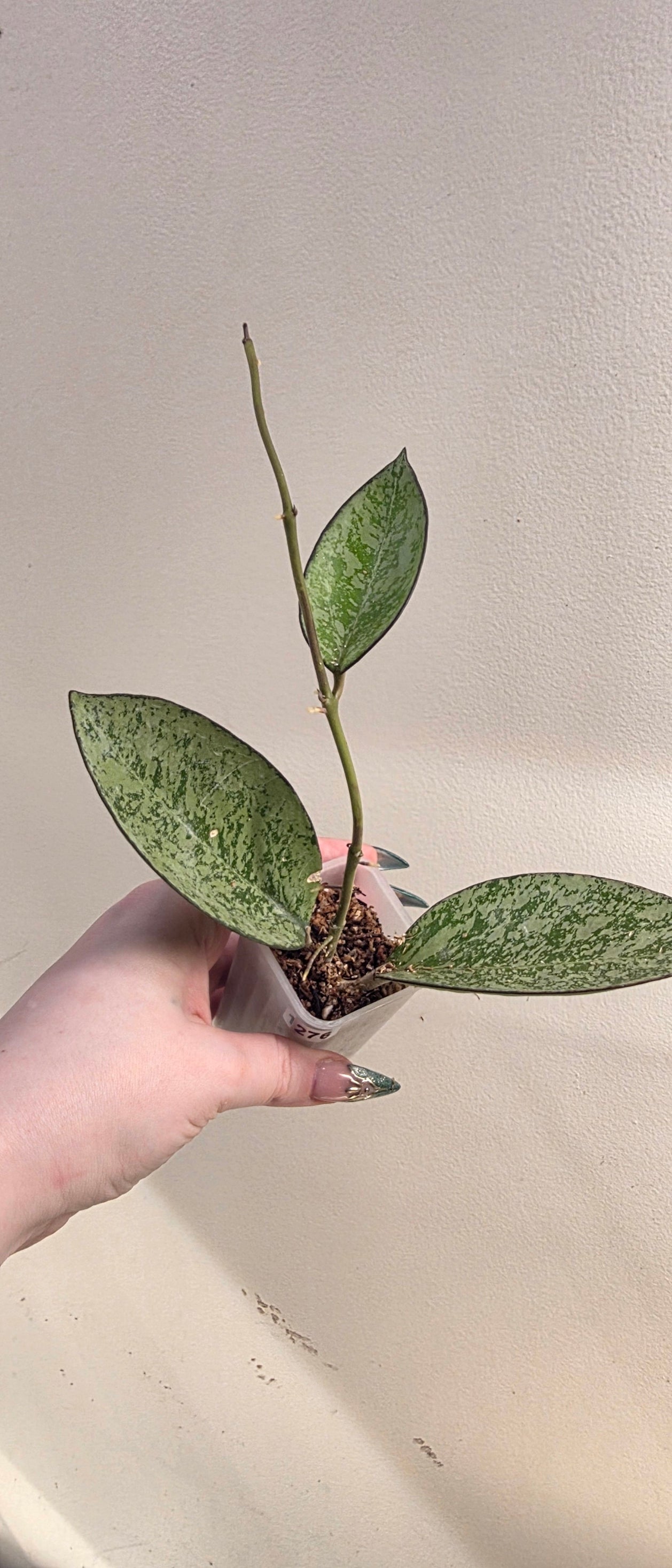 Hoya Icensis "Super Splash"
