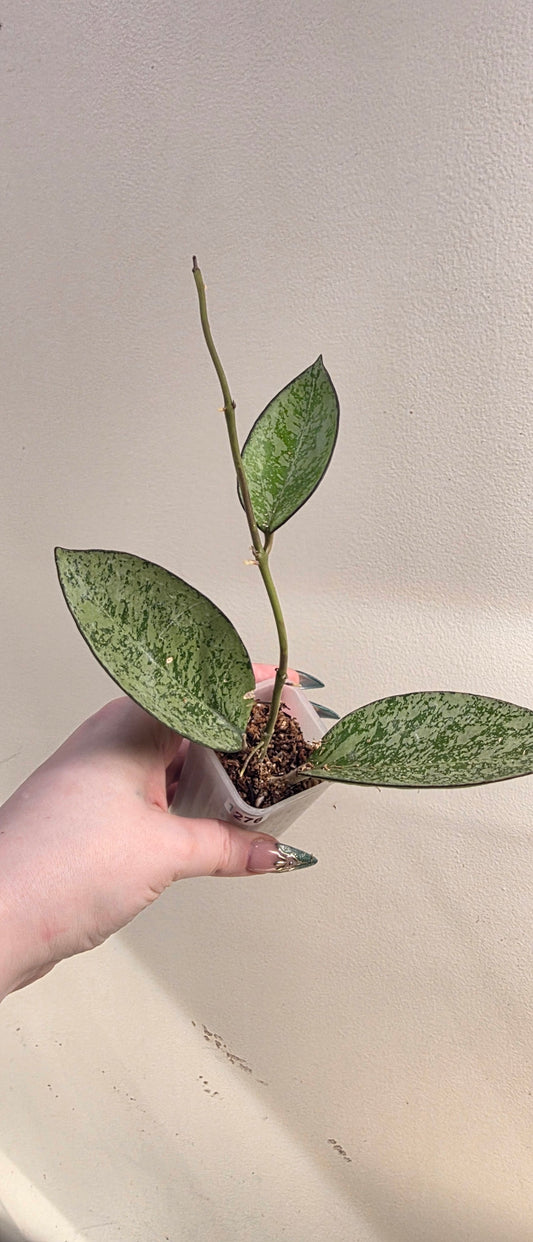 Hoya Icensis "Super Splash"