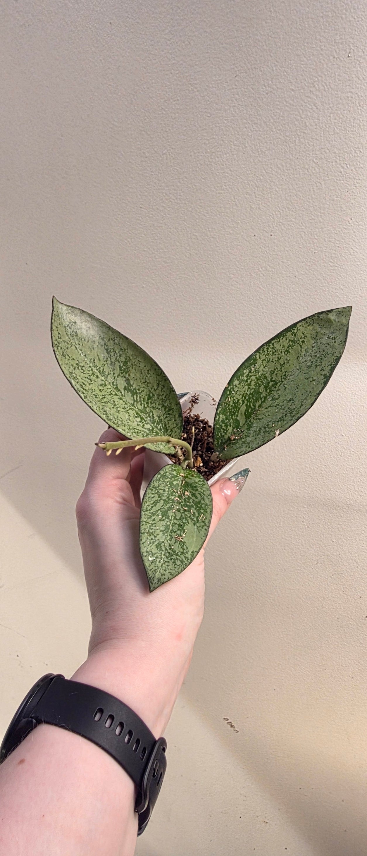 Hoya Icensis "Super Splash"