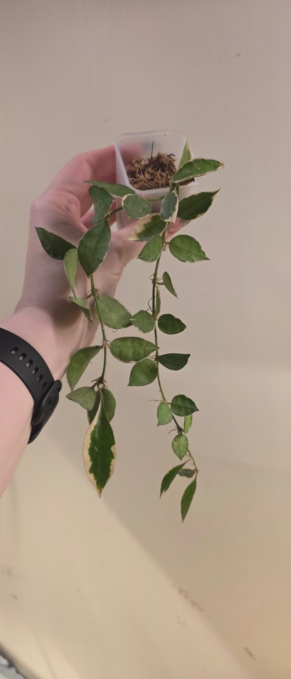 Hoya Lacunosa "Asami"
