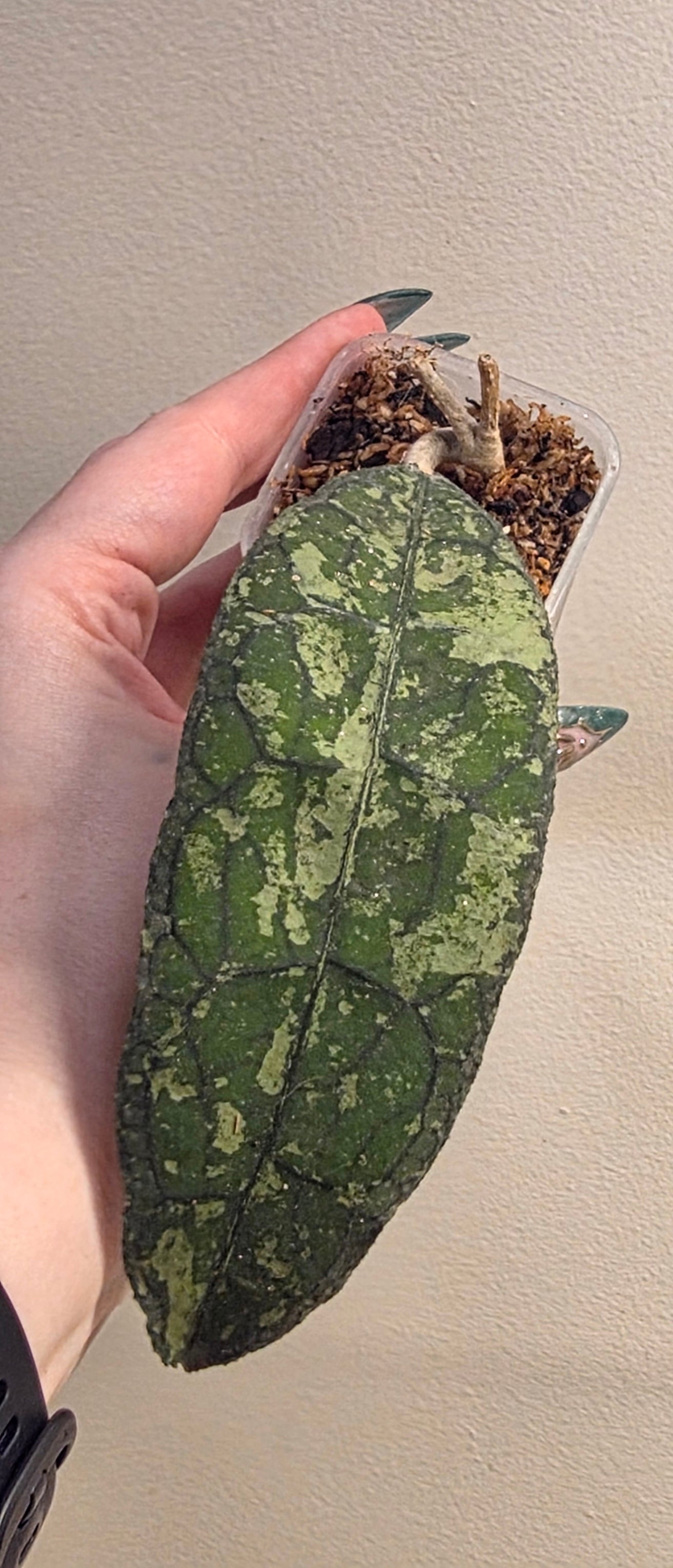Hoya Clemensiorum "Silver Splash"