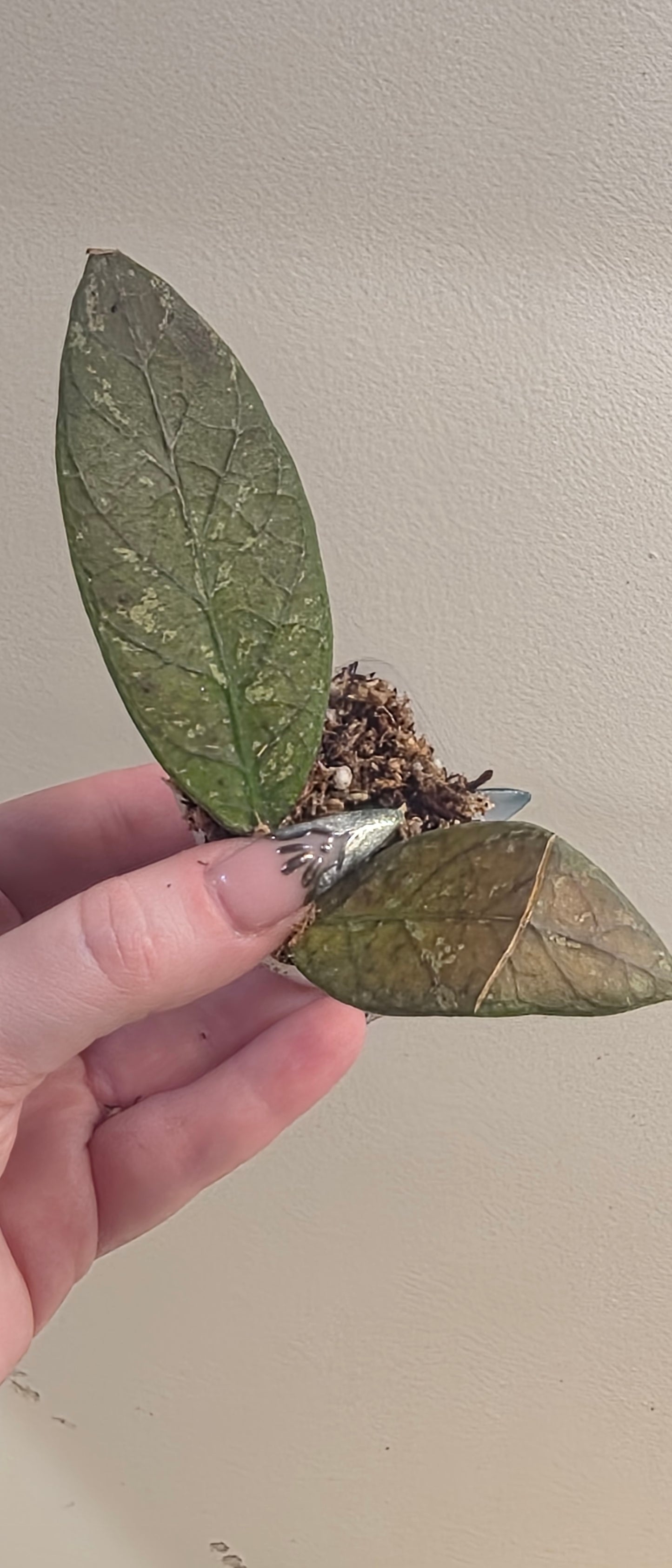 Hoya sp. Aceh TRV0016 "Ifrit"