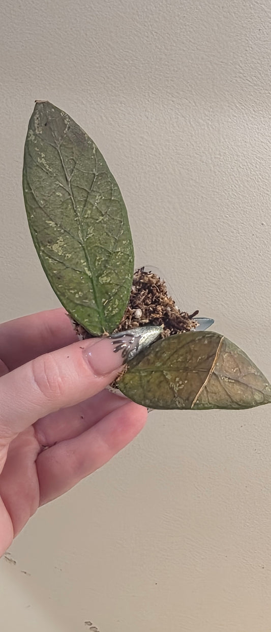 Hoya sp. Aceh TRV0016 "Ifrit"