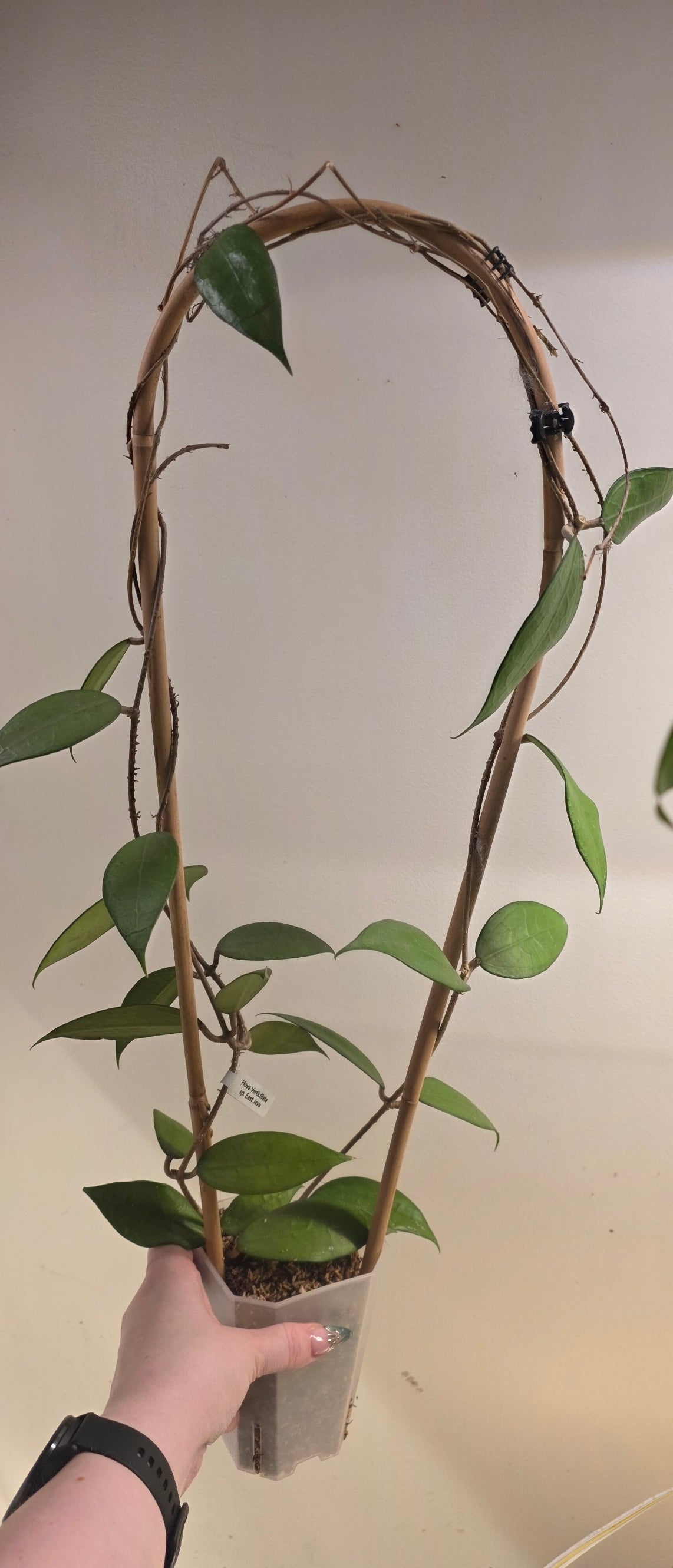 Hoya Verticillata sp. East Java
