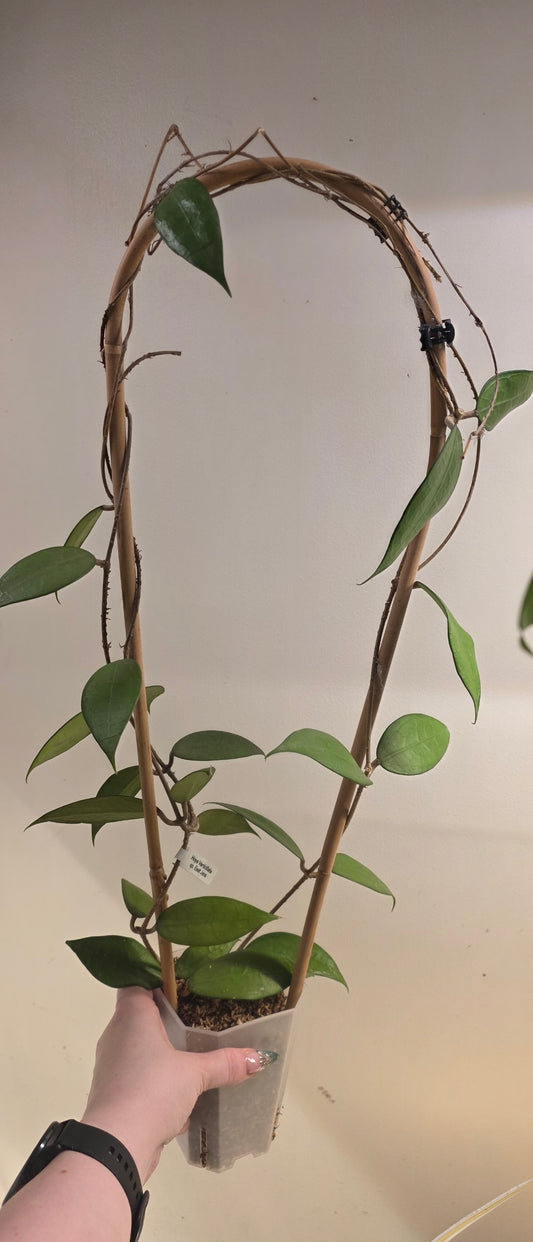Hoya Verticillata sp. East Java