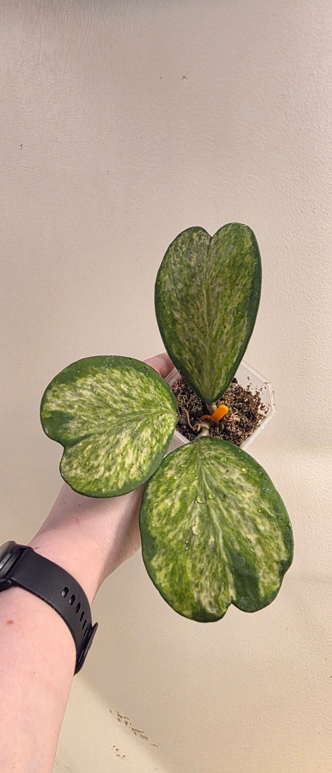 Hoya Kerrii "Inner Variegated Spot"