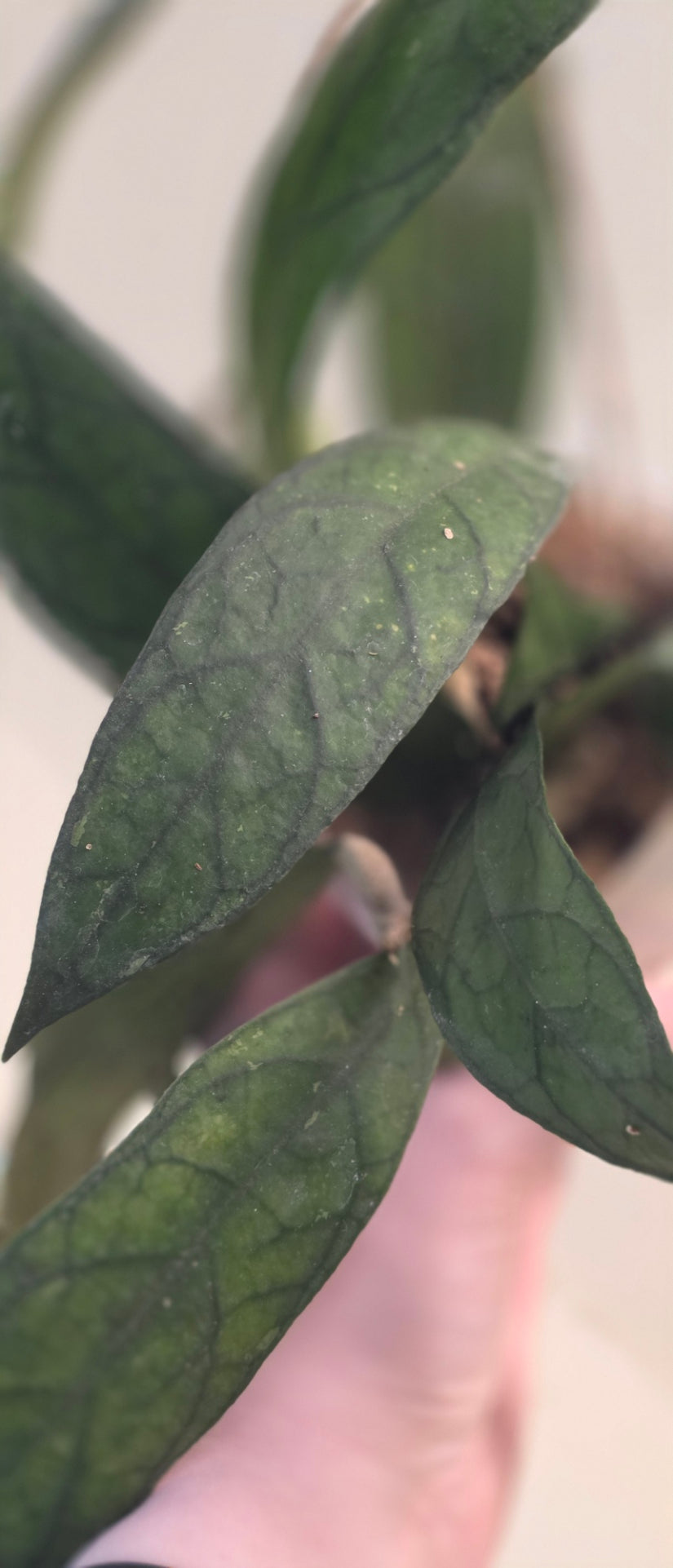 Hoya Finlaysonii "Songkhla"
