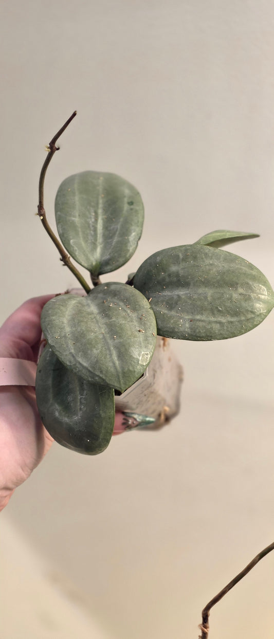 Hoya Latifolia Silver
